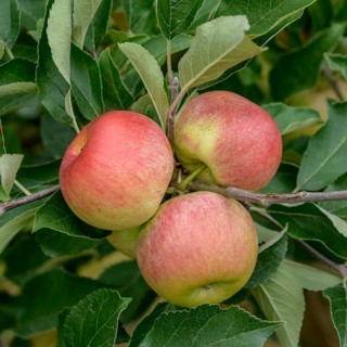 Apple (Malus domestica 'Pilana'),  Germany