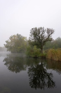 Foggy lake with trees and reflection in the water, quiet and mystical, Talaue, Waiblingen,
