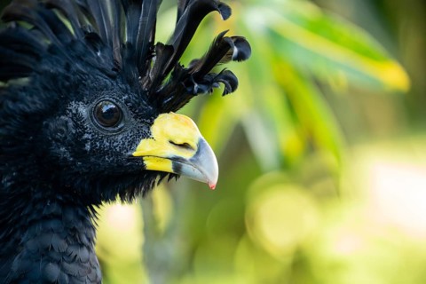 Yellow knobbed curassow head portrait, close up view showing facial details in natural habitat, Osa