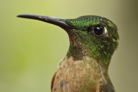 Fawn-breasted Brilliant (Heliodoxa rubinoides), Ecuador