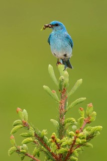 Mountain Bluebird (Sialia currucoides) male with feed in its beak, British Columbia, Canada