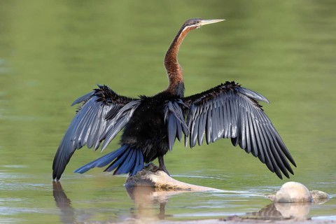 African Darter (Anhinga rufa), Okavango-Delta, Botswana