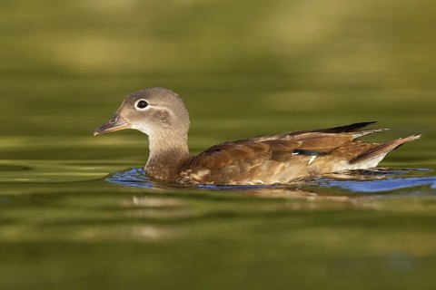 Mandarin Duck (Aix galericulata) female