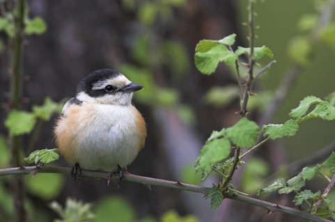 Masked Shrike (Lanius nubicus), Lesvos, Greece