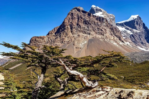 A sturdy tree winds in front of an impressive mountain landscape, The landscape of the Torres del