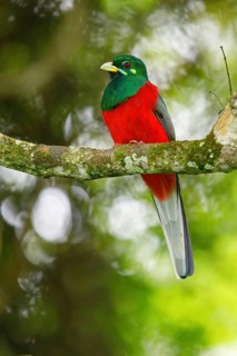 Narina Trogon, (Narina Trogon, Narina's Trogon, (Apaloderma narina), Trogon narina, Trogón de