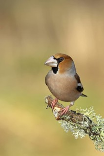 Hawfinch (Coccothraustes coccothraustes), male, sitting on a branch overgrown with reindeer lichen