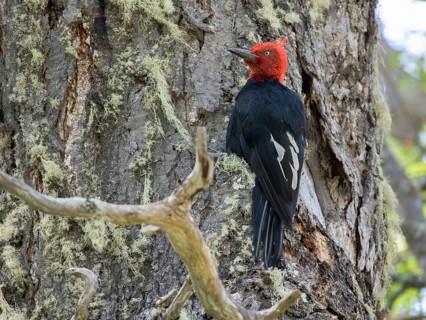 Male Magellanic Woodpecker (Campephilus magellanicus) on a tree trunk, seen in Nahuel Huapi