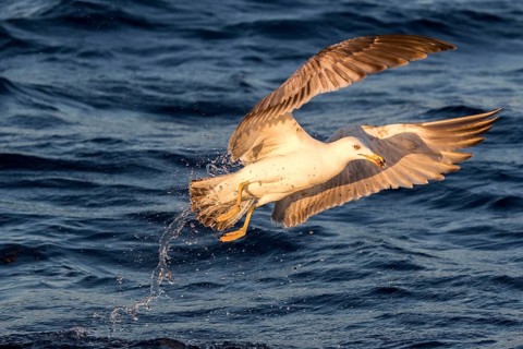 Yellow-legged Gull (Larus michahellis) flying, Ibiza, Spain