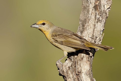 Hepatic Tanager (Piranga hepatica) female, Arizona, USA
