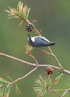 Pygmy Nuthatch (Sitta pygmaea) perched on a conifer branch, Colorado, USA