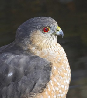 Sharp-shinned Hawk (Accipiter striatus), Saskatchewan, Canada