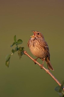 Corn Bunting (Emberiza calandra) singing, Lake Neusiedl, Austria