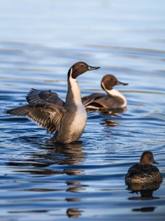 Northern Pintail, Anas acuta, Birds on marshes
