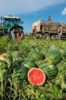 Melons, harvest, watermelon, near Bad Krozingen, Markgräflerland, Breisgau, Black Forest, Germany