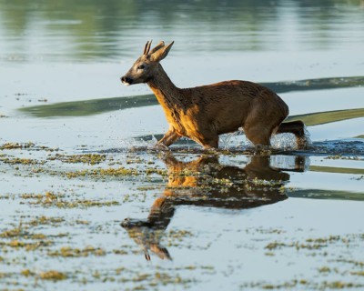 Roe deer (Capreolus capreolus), young roe buck running through the shallow water zone of a lake,