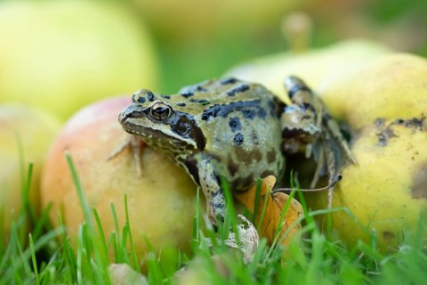 Common frog (Rana temporaria) adult amphibian on fallen apples fruit in a garden in autumn,