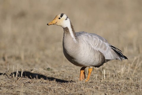 Bar-headed Goose (Anser indicus), Tibet, China