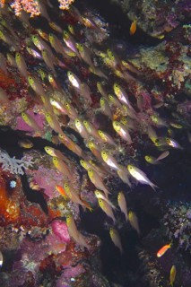 Red Sea glassfish (Parapriacanthus guentheri)