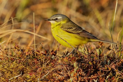 Eastern Yellow Wagtail (Motacilla tschutschensis) perched on the tundra in Nome, Alaska