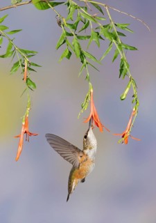 Rufous Hummingbird (Selasphorus rufus) flying while feeding at flower nectar, Texas, USA