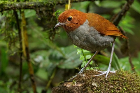 Bicolored Antpitta (Grallaria rufocinerea) perched on a branch in the Andes Mountains of Colombia
