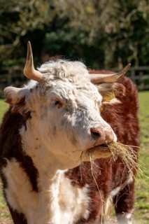 Cow eating hay, Wilmcote, Warwickshire, England, Great Britain