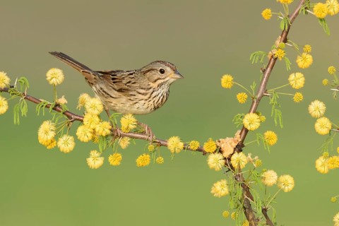 Lincoln's Sparrow (Melospiza lincolnii) perched on a flowering twig, Texas, USA