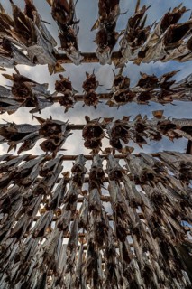 Dried fish, skrei, traditional fishing, winter, Moskenesoya, Lofoten, Norway