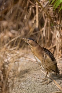 One little bittern or common little bittern (Ixobrychus minutus) hiding in reed grass, watching for