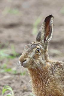 European hare (Lepus europaeus) sitting in a field, animal portrait, North Rhine-Westphalia,