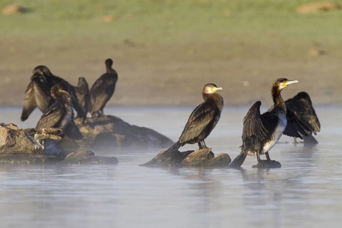 Great Cormorant (Phalacrocorax carbo), Madrid, Spain