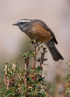D'Orbigny's Chat-Tyrant (Ochthoeca oenanthoides), Parinacota, Chile
