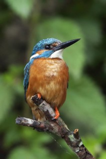 Common Kingfisher (Alcedo atthis) juvenile male, Netherlands