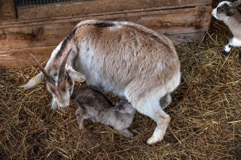 Goat lamb (Capra aegagrus hircus) suckling with its mother, Untertrubach, Upper Franconia, Bavaria,