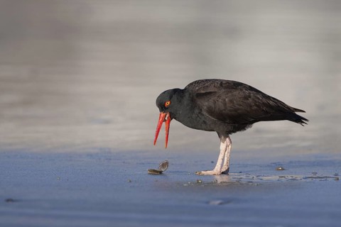 Black Oystercatcher (Haematopus bachmani) foraging on shore, California, USA