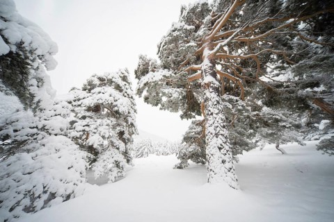 Winter transforms Guadarrama National Park in Spain, blanketing Aleppo pines in snow. The serene,