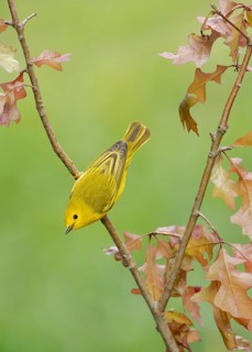 American Yellow Warbler (Setophaga aestiva) perched on a branch, Texas, USA