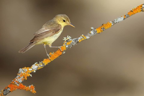 Melodious Warbler (Hippolais polyglotta) juvenile perched on lichen branch, Andalusia, Spain