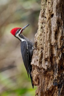 Pileated Woodpecker (Dryocopus pileatus) perched on a tree trunk near Victoria, BC, Canada