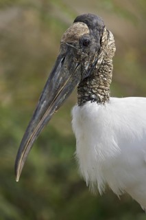 Wood Stork (Mycteria americana) feeding along the shore of a river in Costa Rica, Central America