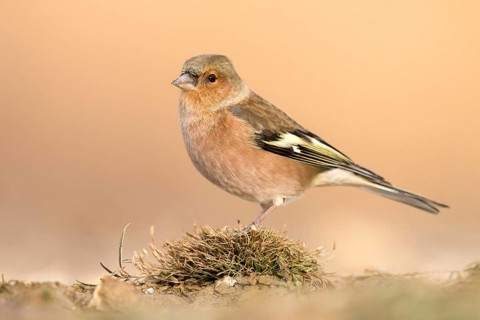 Common Chaffinch (Fringilla coelebs) male perched on the ground, Aragon, Spain