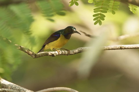 Brown-throated Sunbird (Anthreptes malacensis) male, Thailand