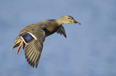 Mallard (Anas platyrhynchos) female flying, British Columbia, Canada