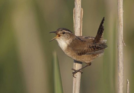 Marsh Wren (Cistothorus palustris) singing, Ohio, USA