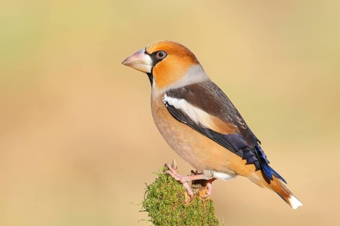 Hawfinch (Coccothraustes coccothraustes), male sitting attentively on a branch covered with moss,
