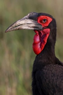 Southern Ground Hornbill (Bucorvus leadbeateri), Masai Mara, Kenya