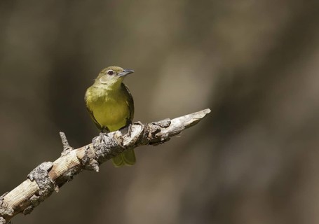 Yellow-bellied Greenbul (Chlorocichla flaviventris), Chobe, Botswana