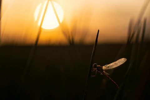 A dragonfly rests on a reed in the wetlands during a warm, golden sunset. The serene vista captures