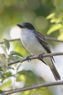 Giant Kingbird (Tyrannus cubensis) perched on a branch in Cuba